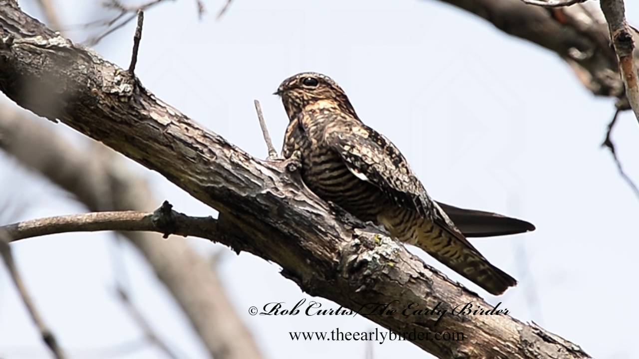 COMMON NIGHTHAWK stirring.  Chordeiles minor
