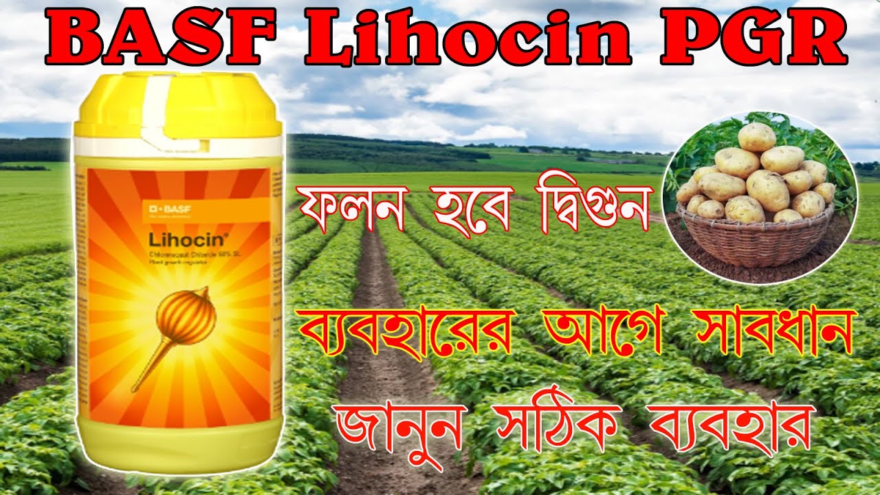 Basf Lihocin PGR I এর ডোজ, ব্যবহার পদ্ধতি ও বিধিনিষেধ | A to Z আলোচনা এক ভিডিওতে।#basf #pgr #pgi