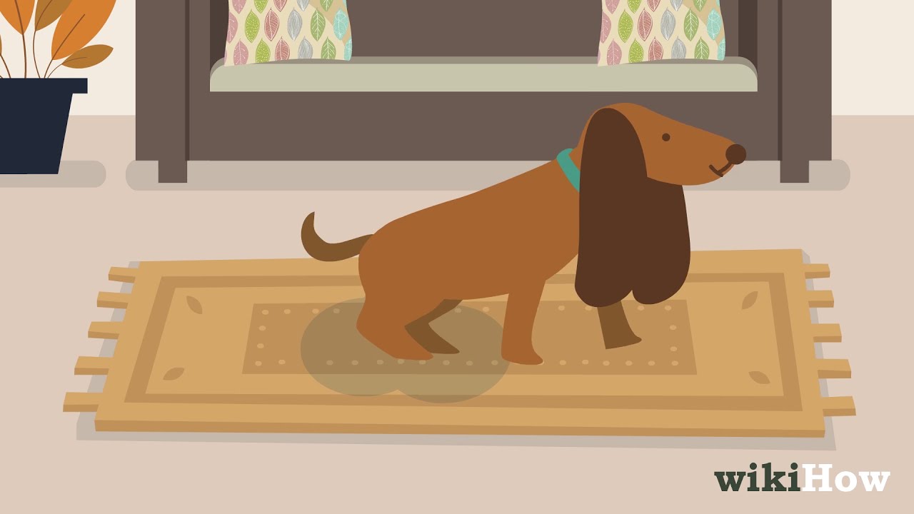 Geruch Von Hundeurin Aus Teppichen Entfernen