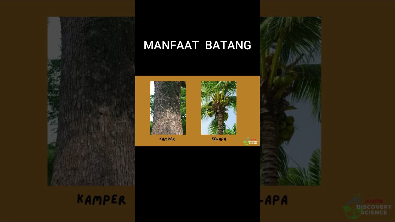 Manfaat Batang | Bahan Bangunan