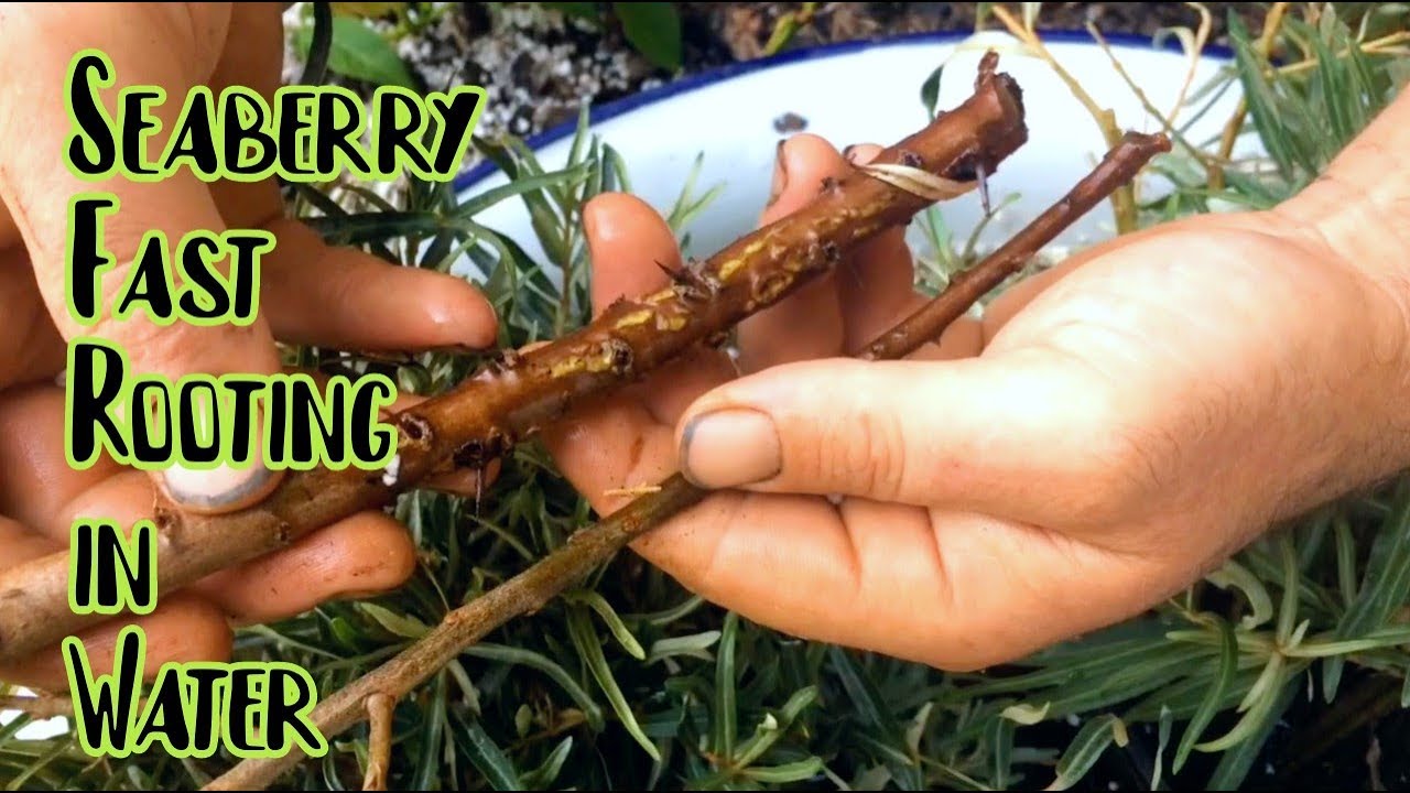 Propagating Seaberry - Softwood Cuttings in Water!