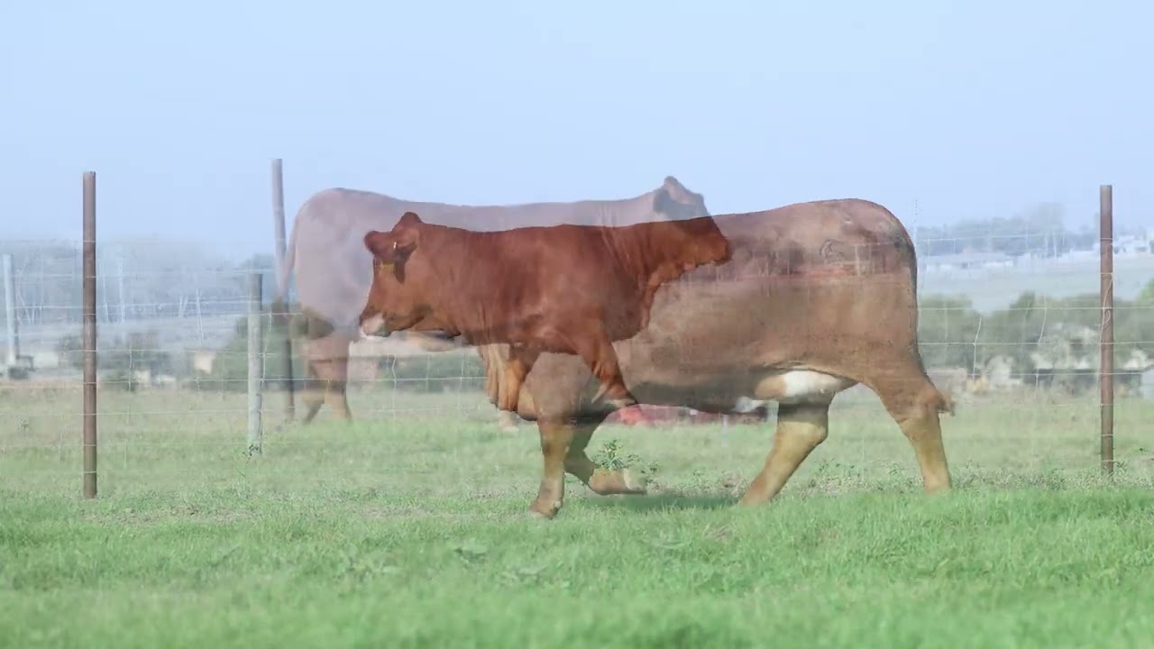 LOT 36