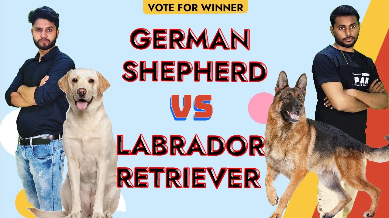 Labrador Retriever Vs German Shepherd, Which Breed is Best For You as Pet | Dog Comparison in Hindi