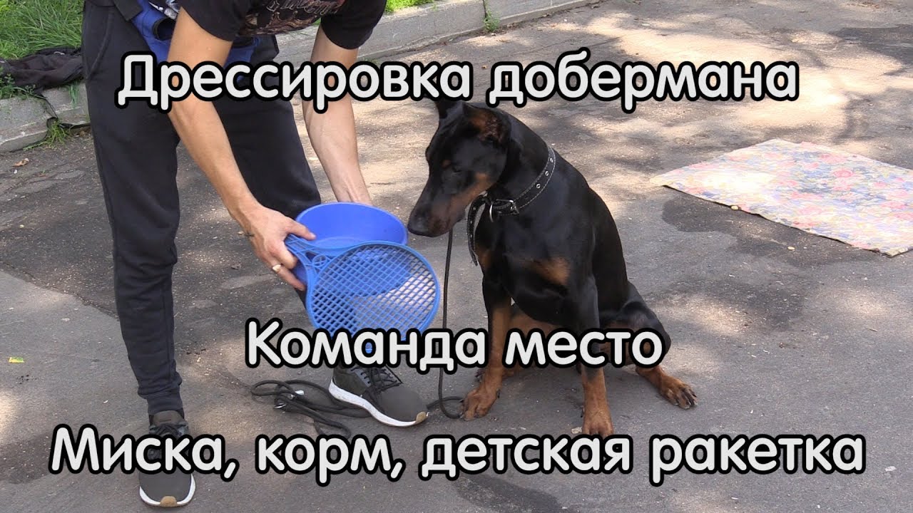 Дрессировка добермана, команда место, миска, корм, детская ракетка