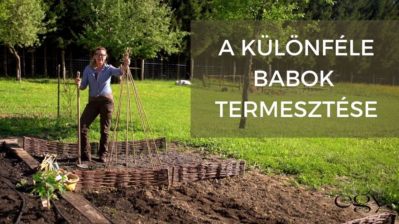 Borbás Marcsi: Kertem - A különféle babok termesztése (8. rész)