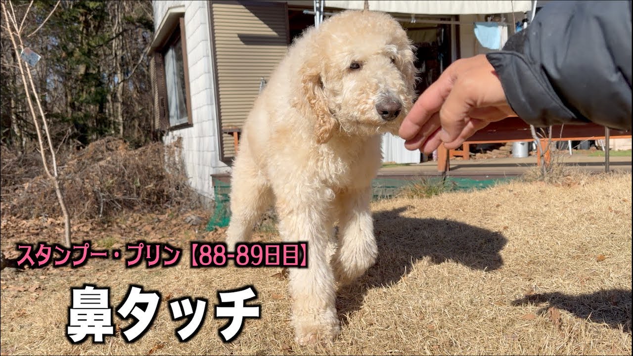 呼び戻し練習のために鼻タッチ【プードル88 89日目】