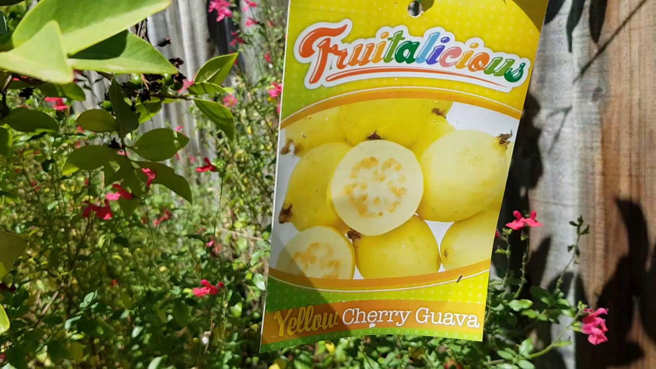 My Guava Collection - Feijoa, Yellow Cherry, Indian  White, Mexican Cream, Malay Red, China Pear