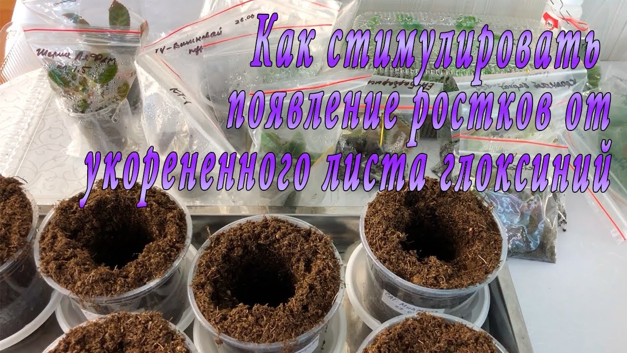 Как стимулировать появление ростков от укорененного листа глоксиний