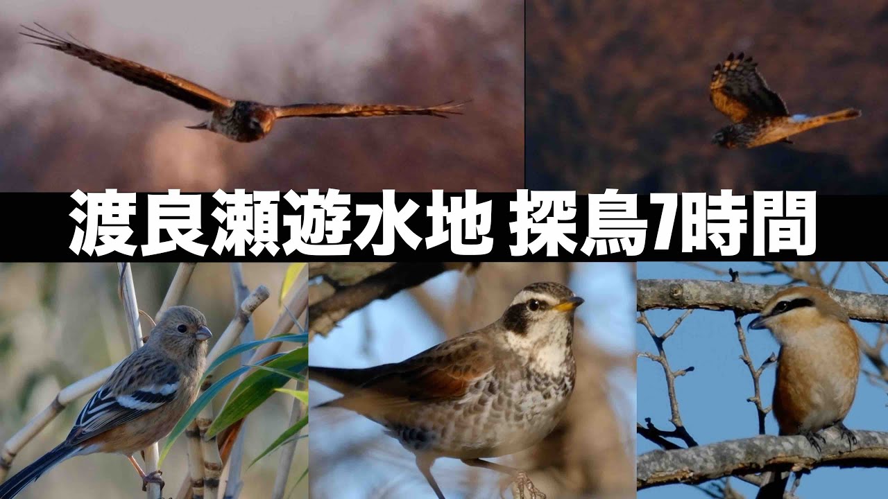 12月16日 渡良瀬遊水地探鳥 ツグミ ベニマシコ 猛禽の飛翔撮影