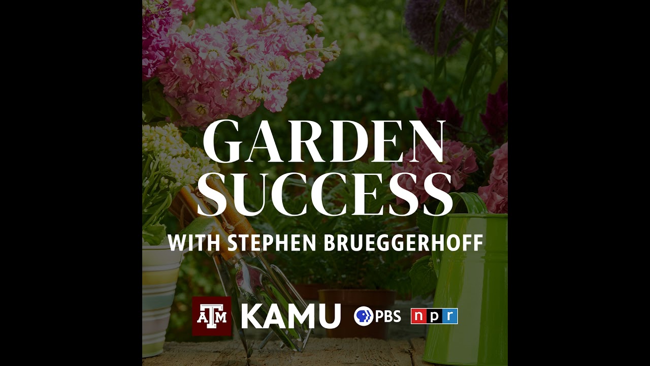 Garden Success – 11/6/2025: Q&A With Stephen Brueggerhoff