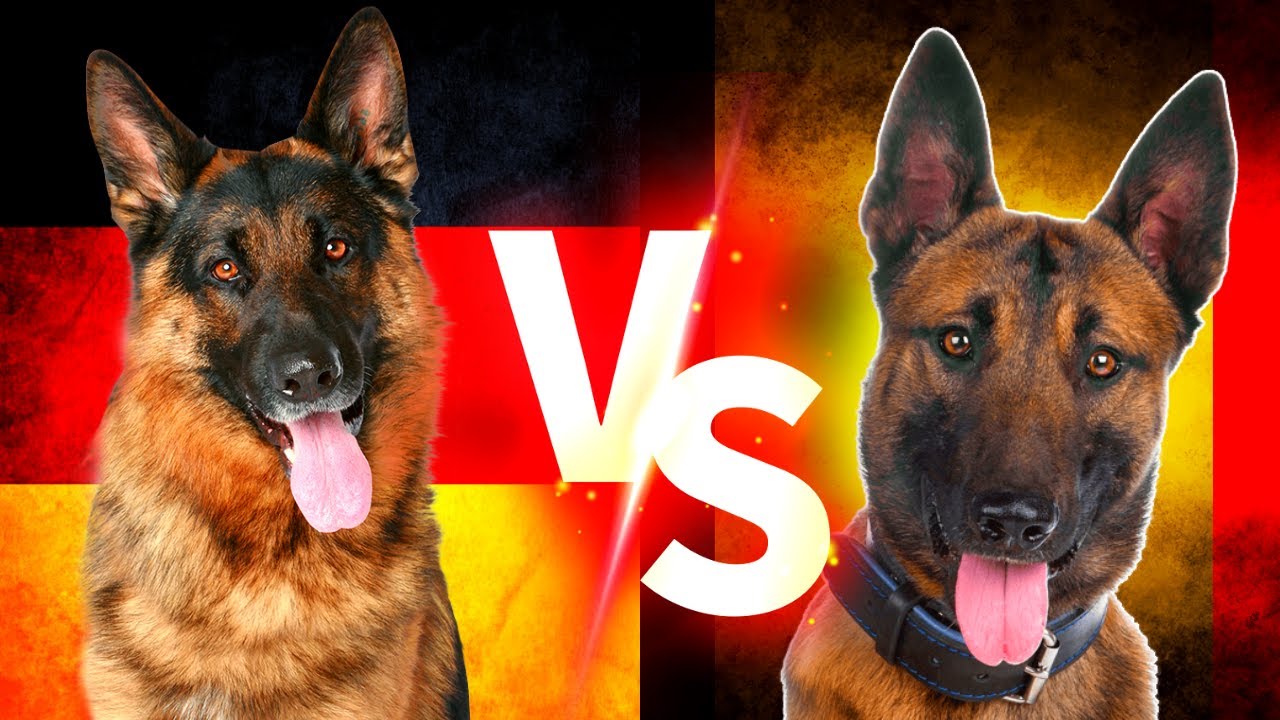 Alman Kurdu Vs Belgian Malinois ( Belçika Kurdu ) Köpekleri #almankurdu #belçikakurdu #köpek