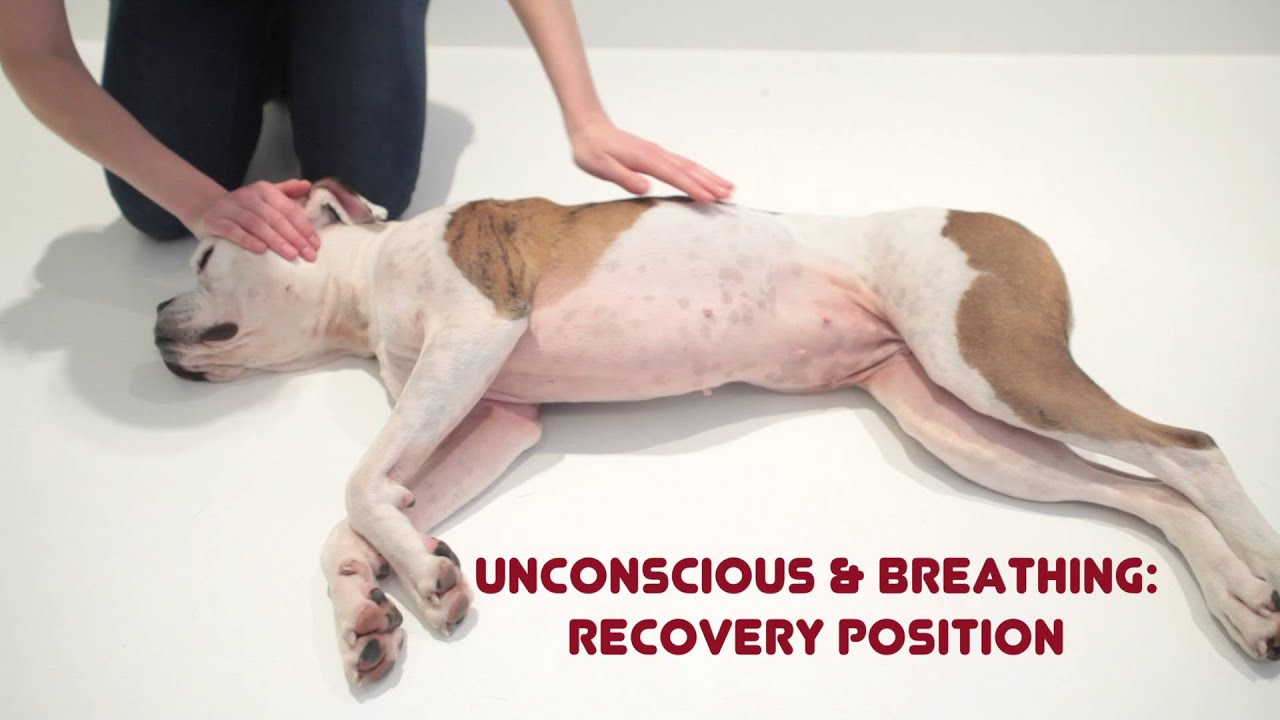 Unconscious Dog: How to Help