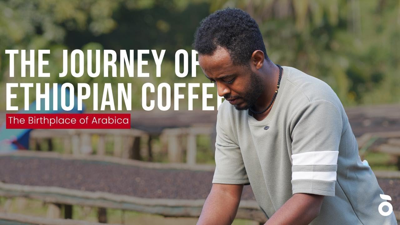 Inside Ethiopian Coffee | From Harvest to Drying Bed