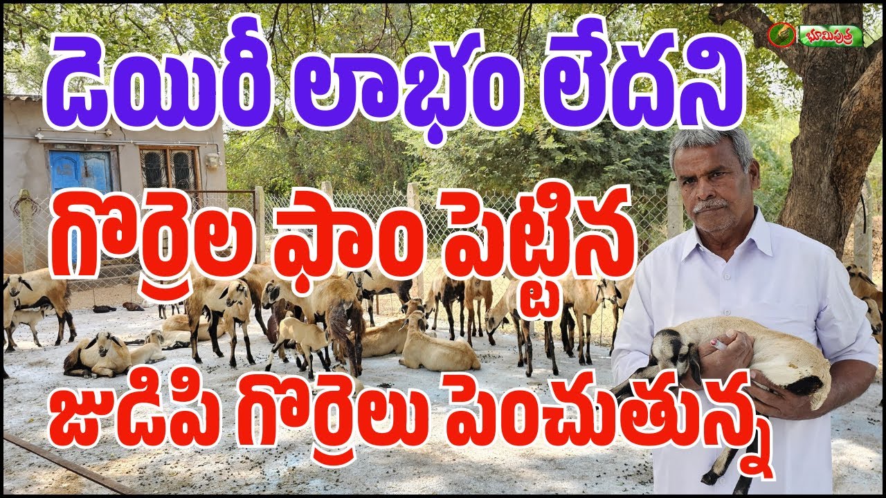 డెయిరీ లాభం లేదని గొర్రెల ఫామ్ పెట్టిన  | dairy and sheep farm