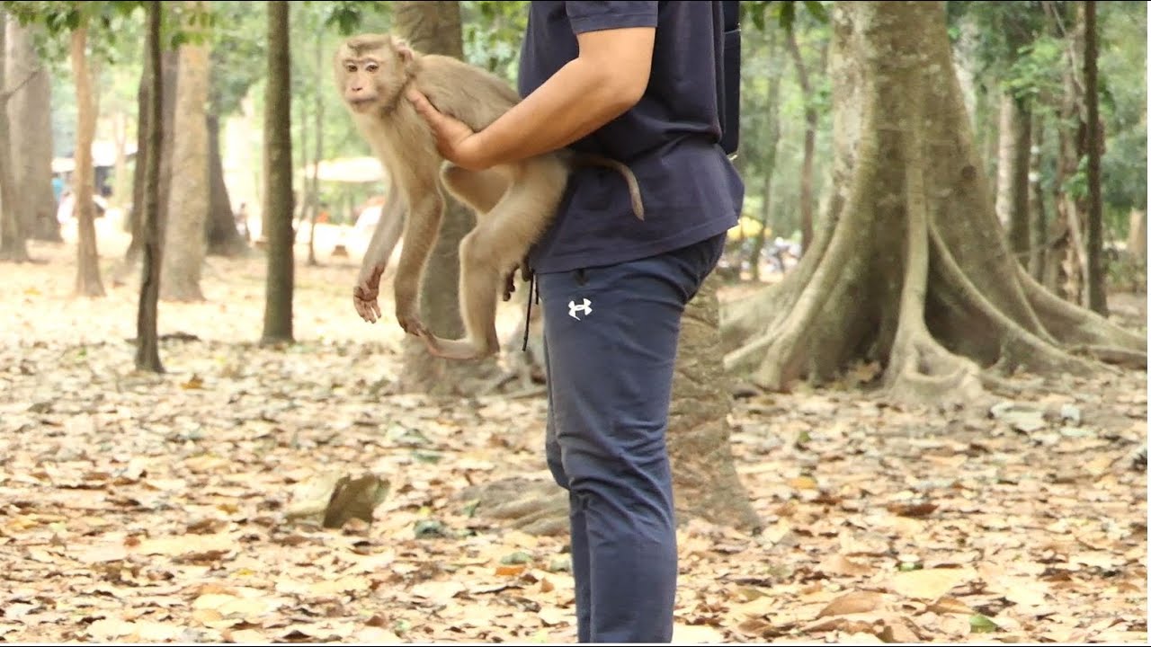 Poor Roman Abandon Pigtail Monkey Has New Life Join With Amber Troop From Yesterday Evening.