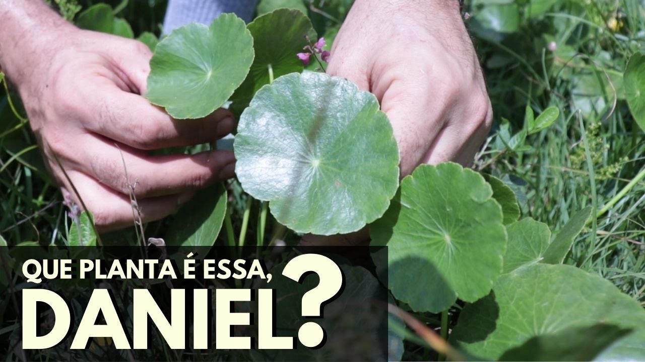 Que planta é essa, Daniel? Acariçoba