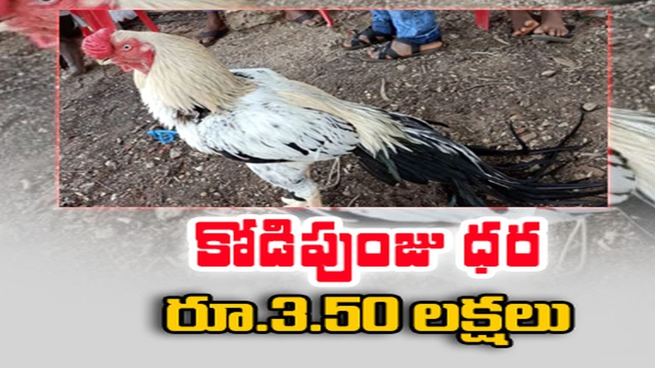 3.50 లక్షలు పలికిన చిలక ముక్కు కోడి పుంజు | Chilaka Mukku Kodi Punju | Tamilnadu | Dindigul |