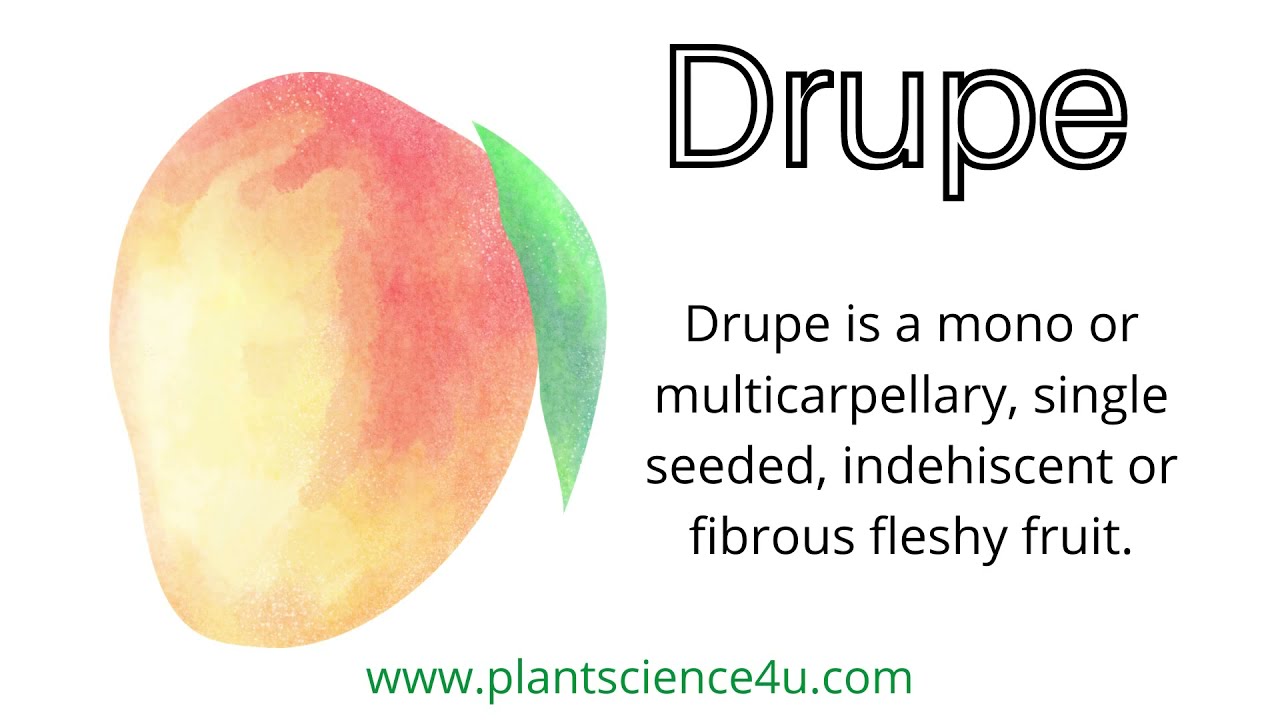 What is a Drupe?   Examples of Drupe fruits