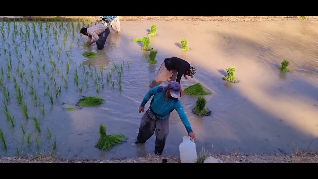 #Zandagi #Nomadic #Planting paddy fields in the Sebel pass area far from the family
