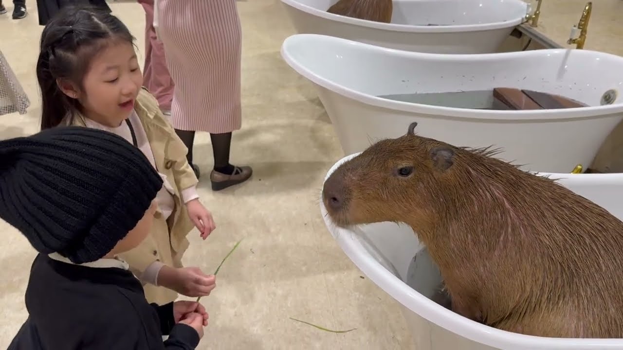 Indoor Zoo Capybara at Aqua City Odaiba Mall Tokyo Japan