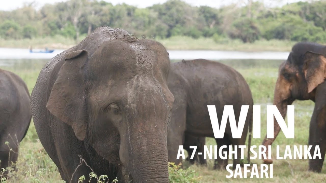 Want to Win a Free 7-Day Safari Trip to Sri Lanka?