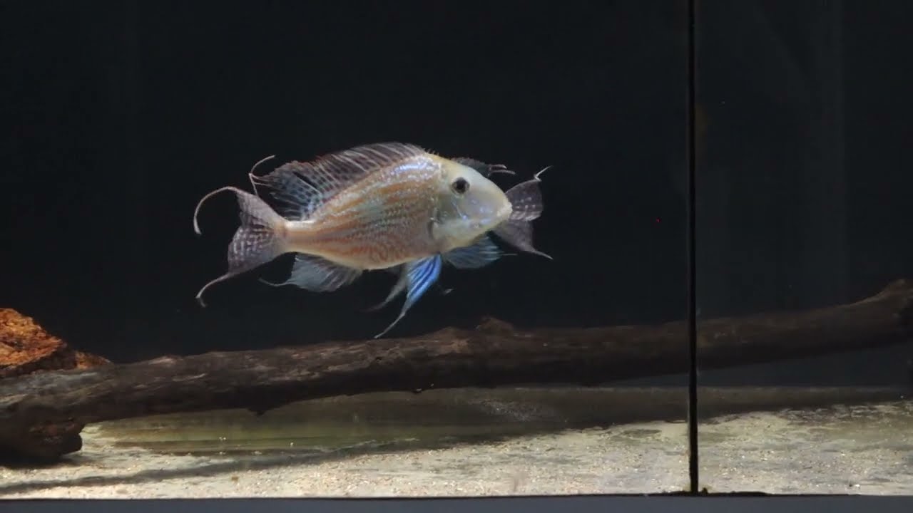 Geophagus sveni fight