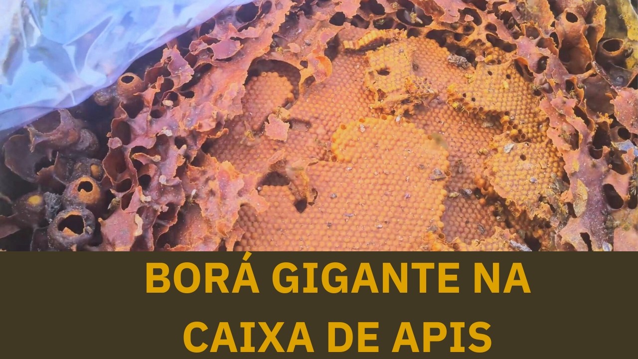 BORÁ COM MUITO MEL NA CAIXA DE APIS
