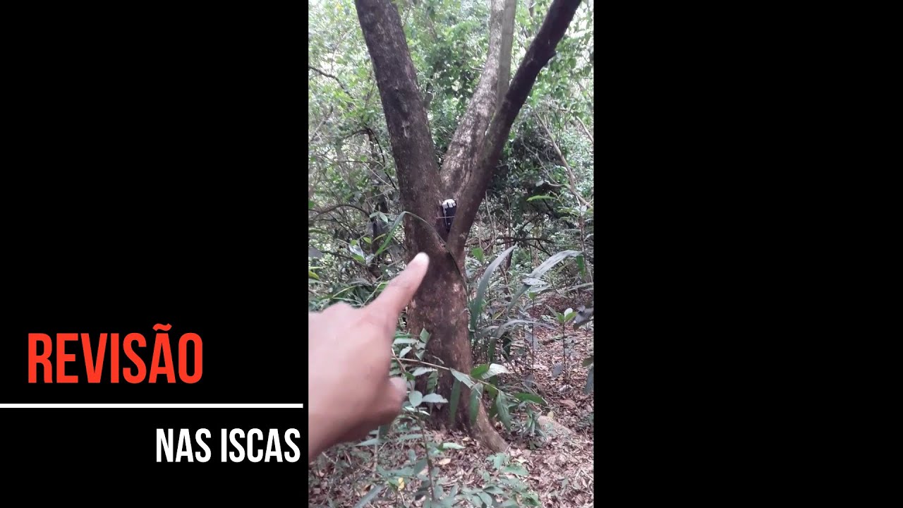 REVISÃO em Algumas Iscas 🐝👀