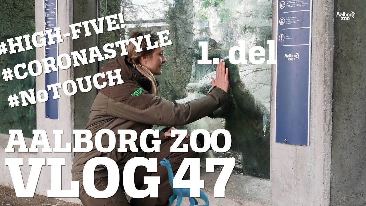 Isbjørn graver gennem anlægget | Rensdyrene taber 