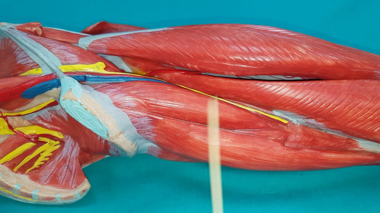 Uyluk Kasları Anatomisi (İÇ TARAF-Origo, Insertio, Klinik ve Fonksiyonu ile-1.Bölüm)