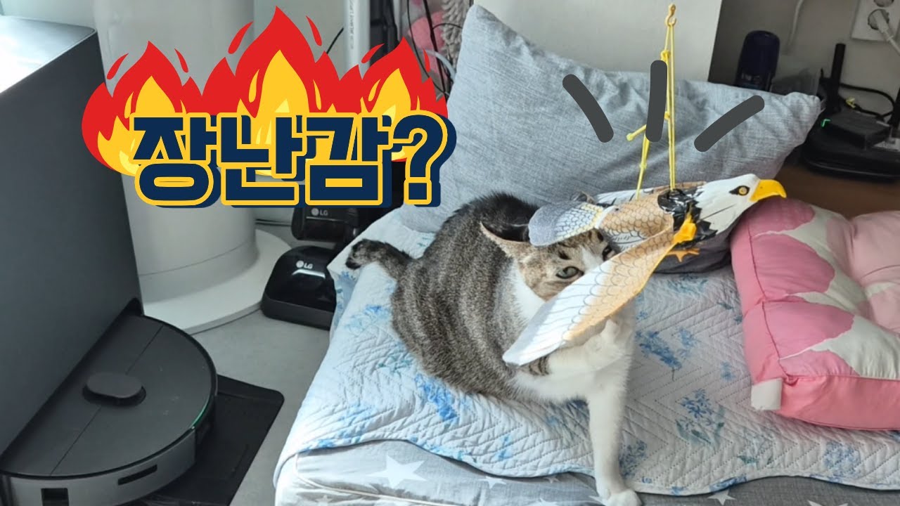 뚱냥이들에게 장난감을 선물했다(그리고먹방)