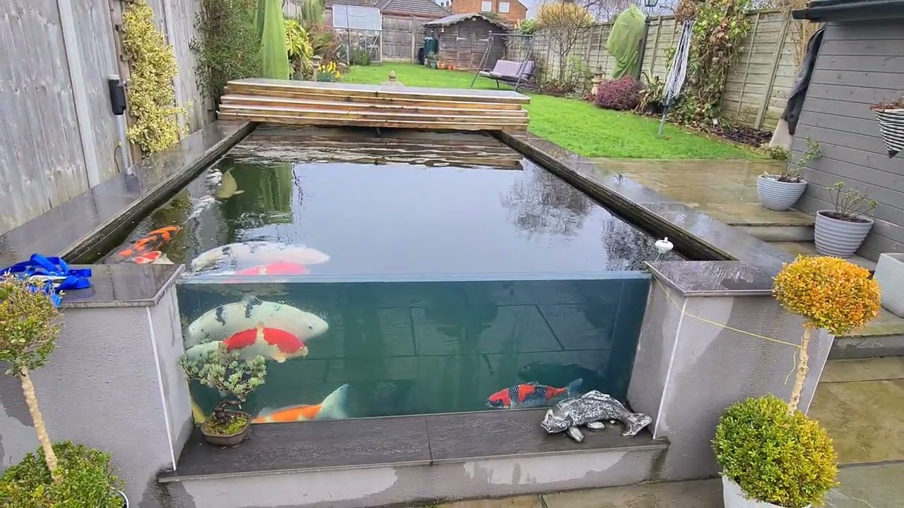 Koi Delivery - Stunning Pond !