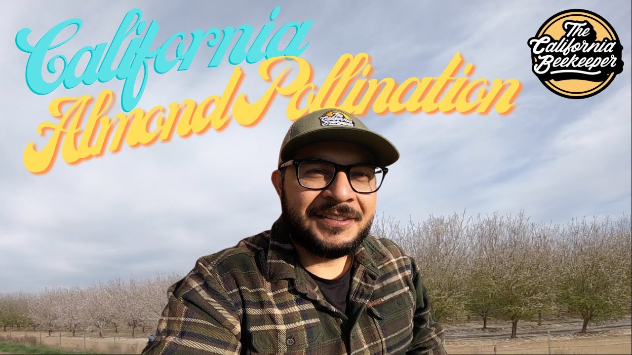Looking for 500 colonies for California Almond Pollination 2022