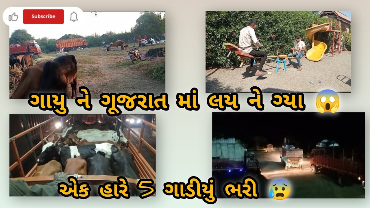 ગાયુ ગુજરાત માં લય ને ગ્યા 😱#viralvideo #abhibharwadvlog #cowvlog 