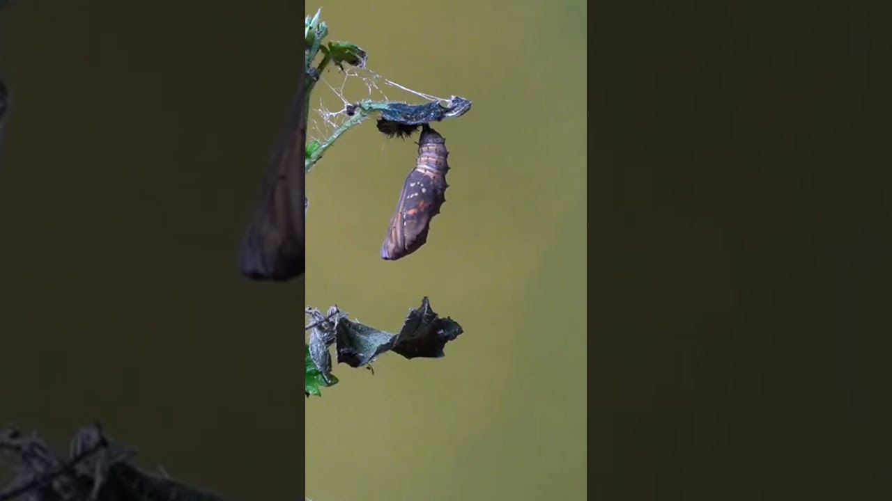 Raupe 🐛 zum Schmetterling 🦋 | Zeitraffer