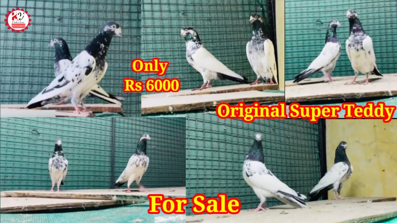 Original Teddy Pigeon For Sale in हैदराबाद 90597 15454 @KkabutarGroup 