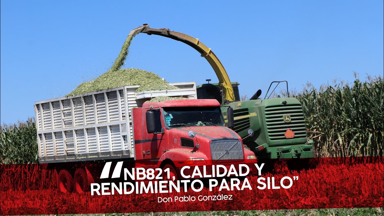 NB821 maíz para silo de alto rendimiento y gran calidad 📍Valle de Guadalupe, Jalisco
