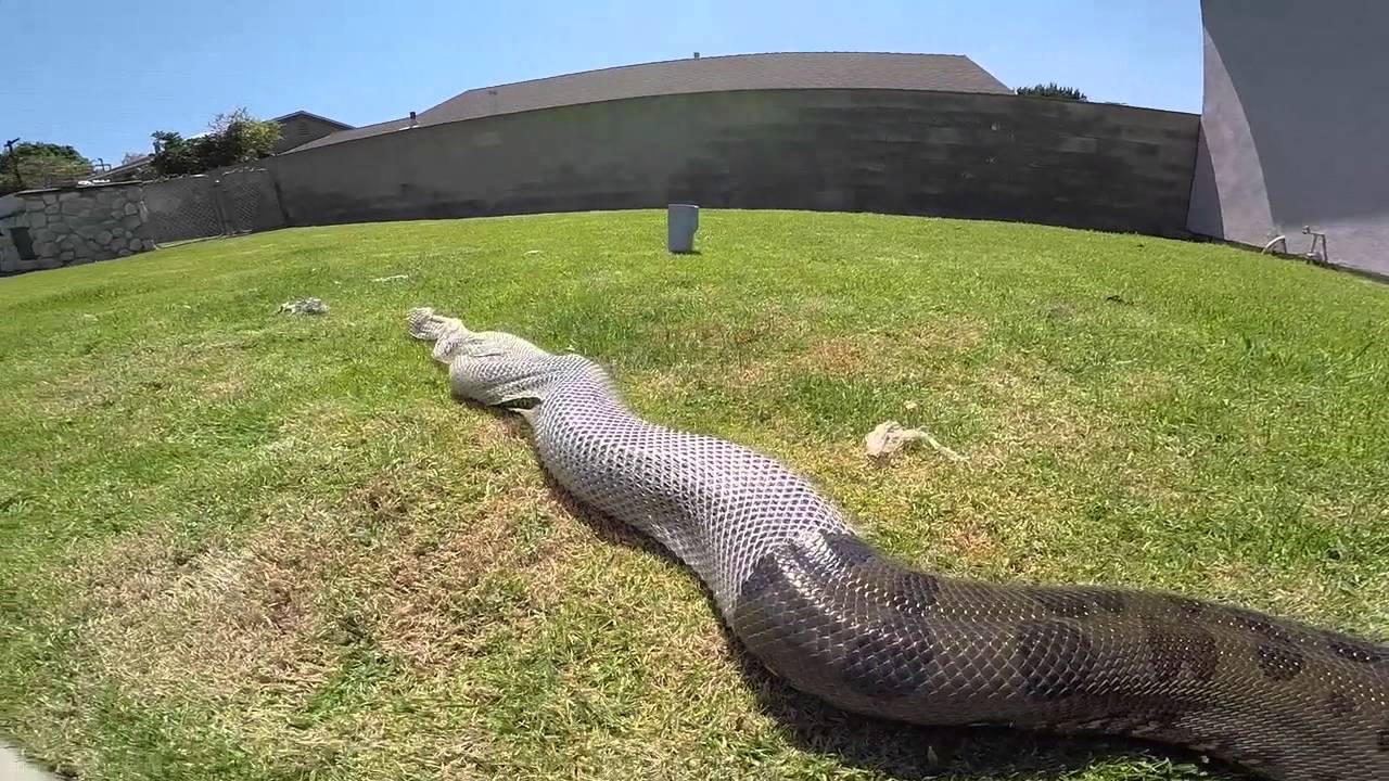 Shedding