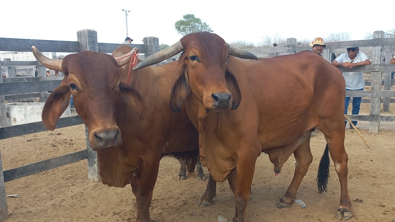 Feira de gado.Só as pareias em Dois Riachos Alagoas 28/01/26#nordeste