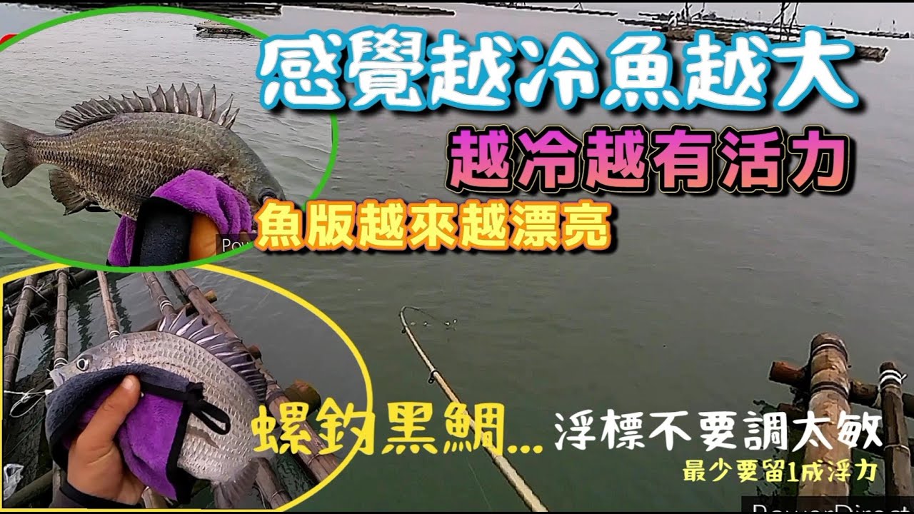 感覺越冷魚版越漂亮，螺釣黑鯛浮標不要調太敏／拖底拖煞容易誤判訊號，#黑鯛 #螺釣 #釣魚 #黑公 #クロダイ釣り @釣魚那件事