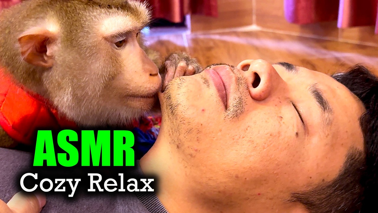 ASMR With Judy | Monkey Grooming That Triggers DEEP Tingles & A COZY RELAX