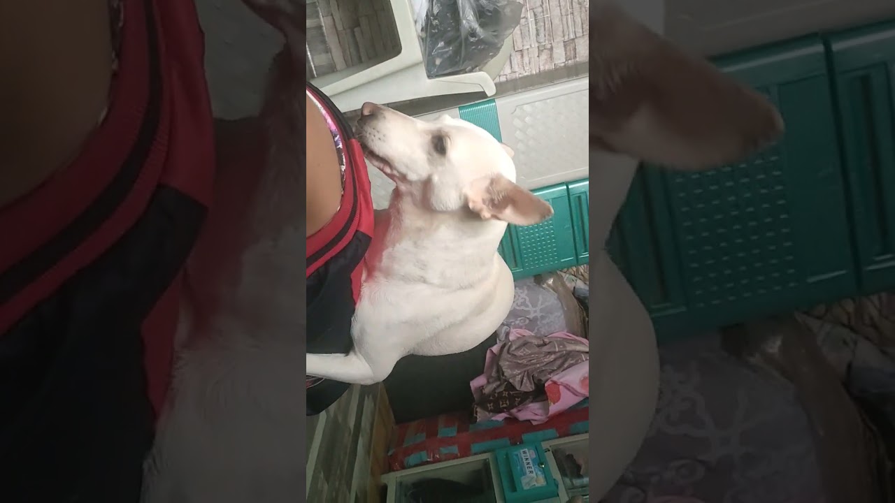 dahil araw nang mga posu aso nalang muna