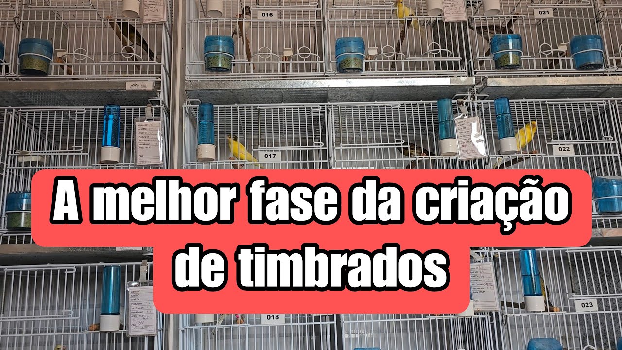 Essa é a melhor fase  do canaril! OS bichos explodindo no canto!