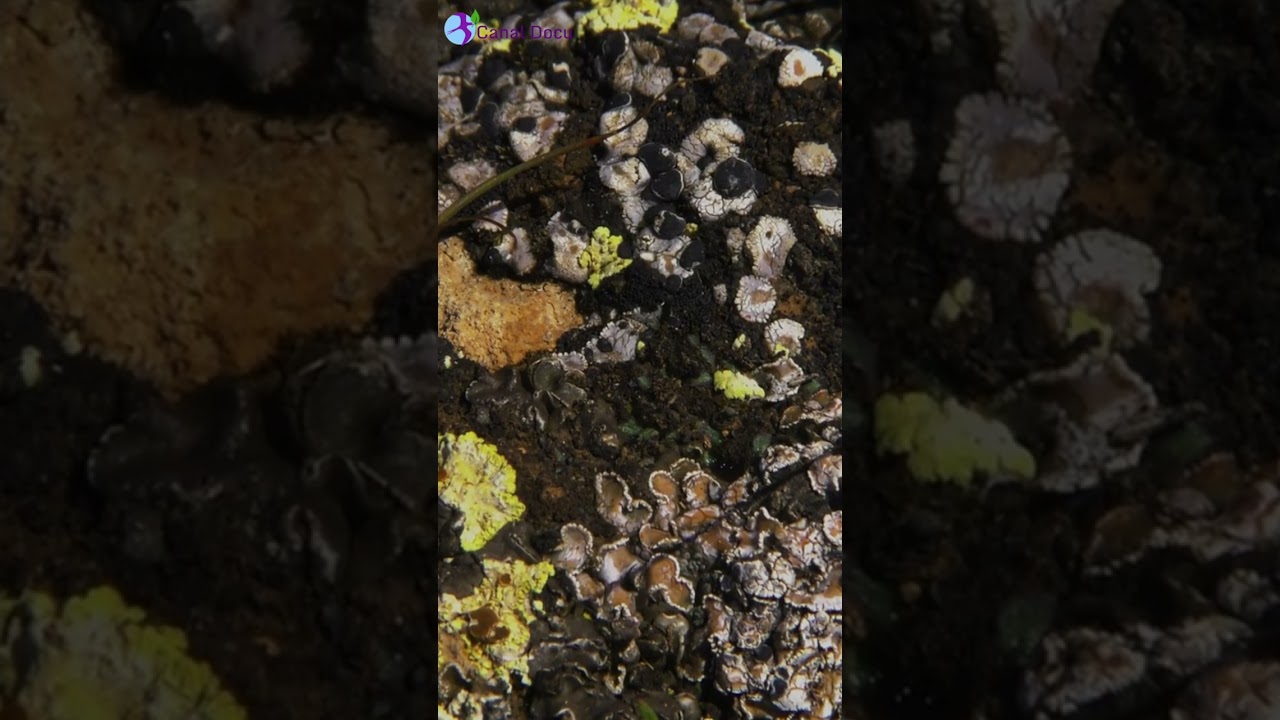 col&eacute;mbolos, microfauna, diminutos, insectos #naturaleza #animales #nature