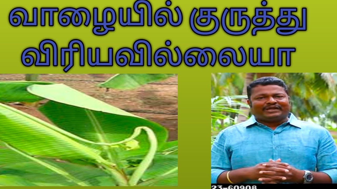 February 9, 2022  micronutrient deficiency in banana