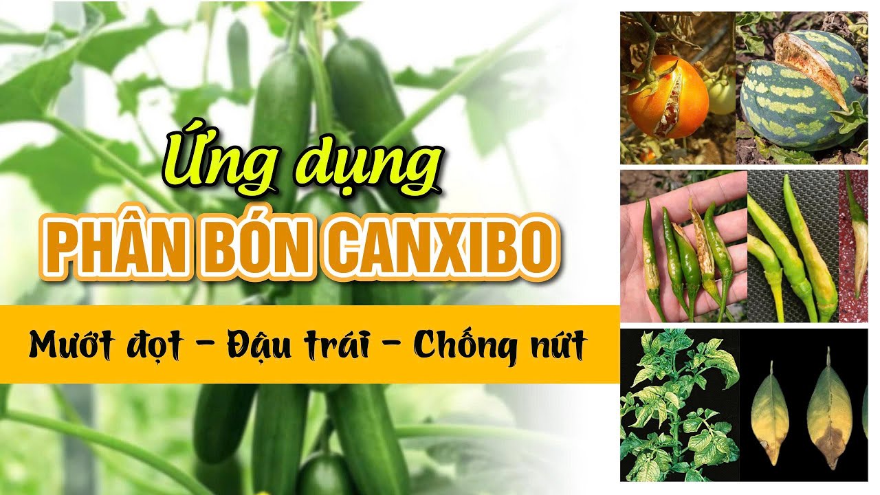 APN - Ứng dụng CANXI BO trong canh tác rau màu | Mướt lá, tăng đậu trái, chống nứt trái