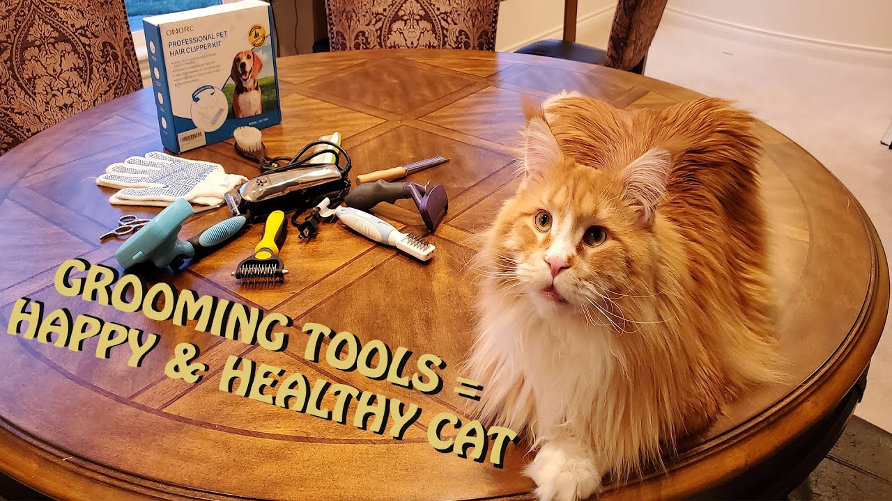 Why is it important to groom your cat - what tools to use to start grooming your cat