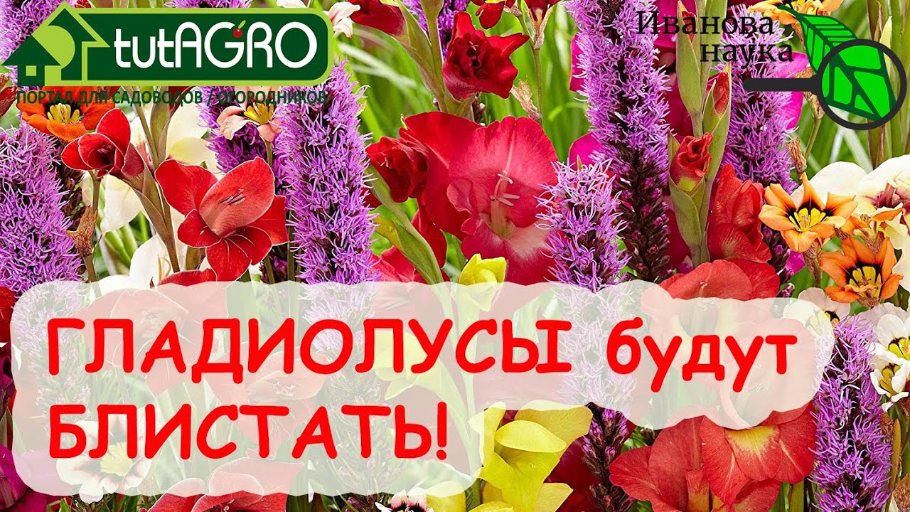 ТОЛСТЫЕ ЛУЧШЕ ХУДЫХ! ВЕЛИКОЛЕПНЫЕ ГЛАДИОЛУСЫ куда посадить, как выбрать, ревизия и защита