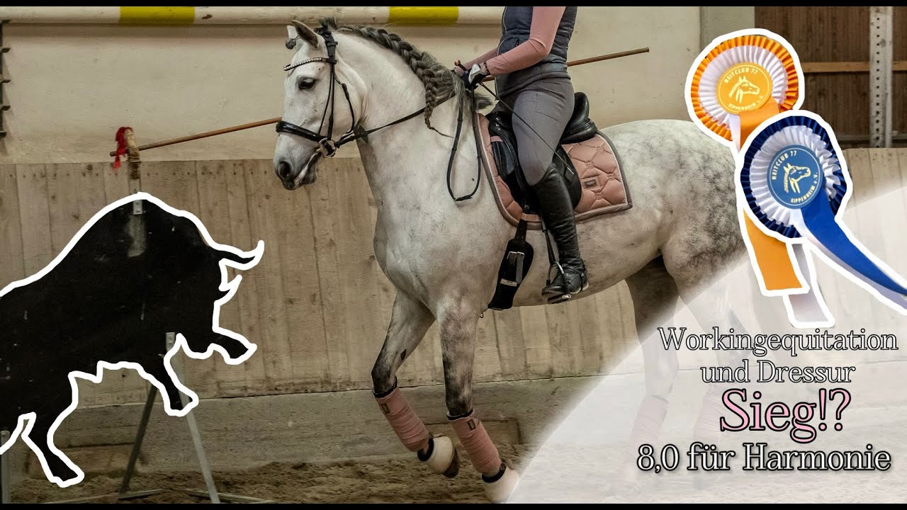 Siegreicher Spanier am Turniertag🏆- Working Equitation und Dressur FMA | Spanish Horses