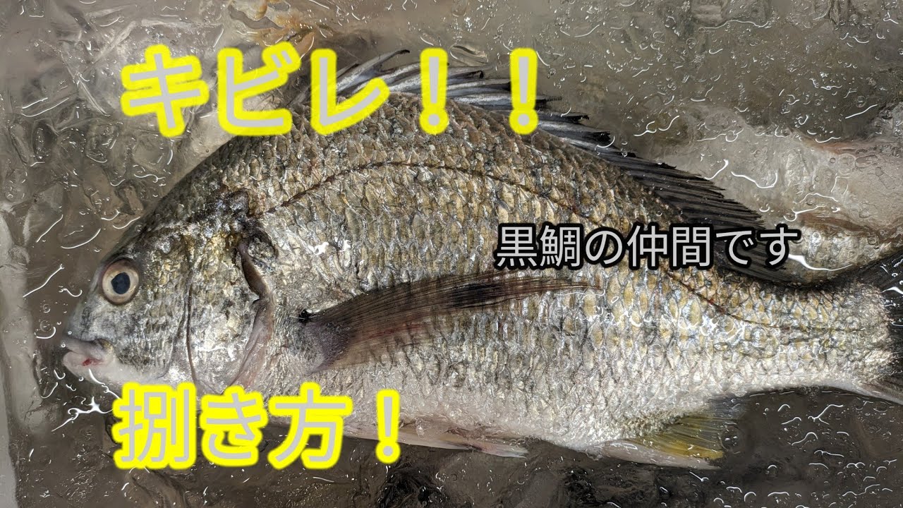 [魚の捌き方]キビレ捌き方